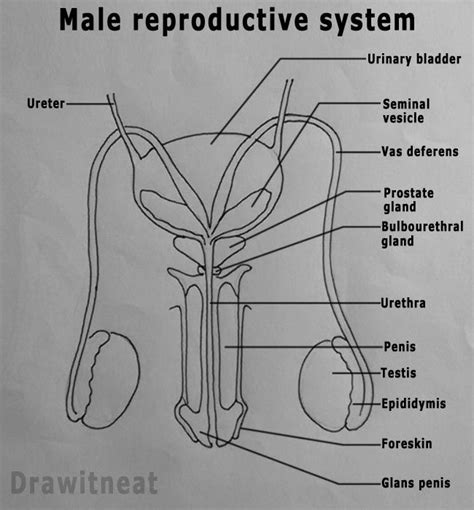 penis pic original|Male Genitalia Pictures, Anatomy & Diagram .